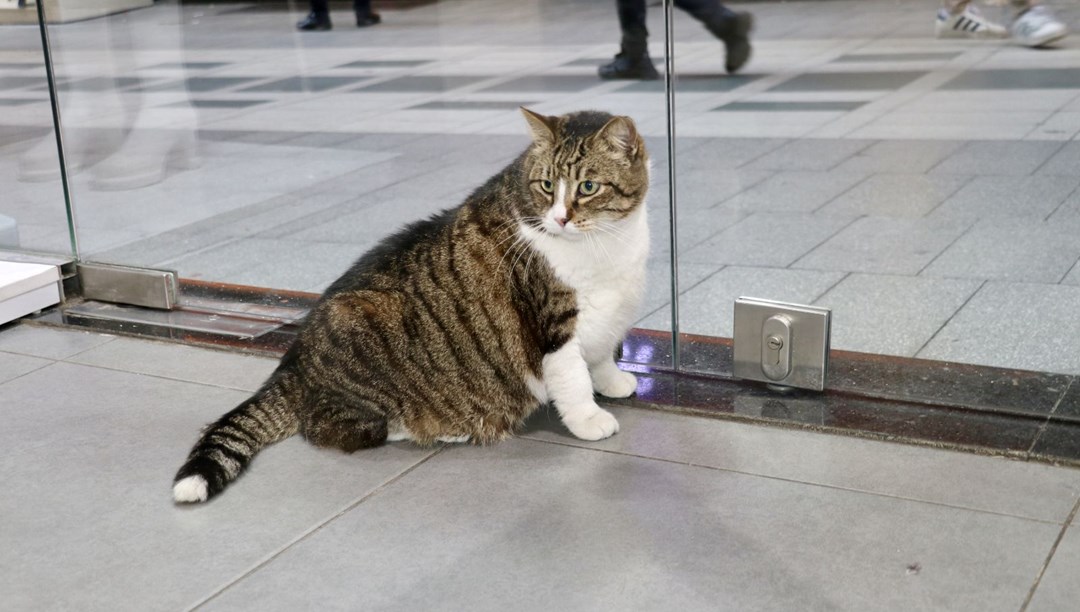 7 yaşındaki “Dombili” diyet yapamıyor: “Biri kıymalı pidenin kıymasını, diğeri köfte veriyor”